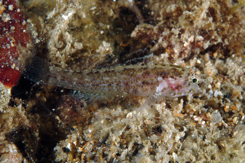 Millerigobius macrocephalus